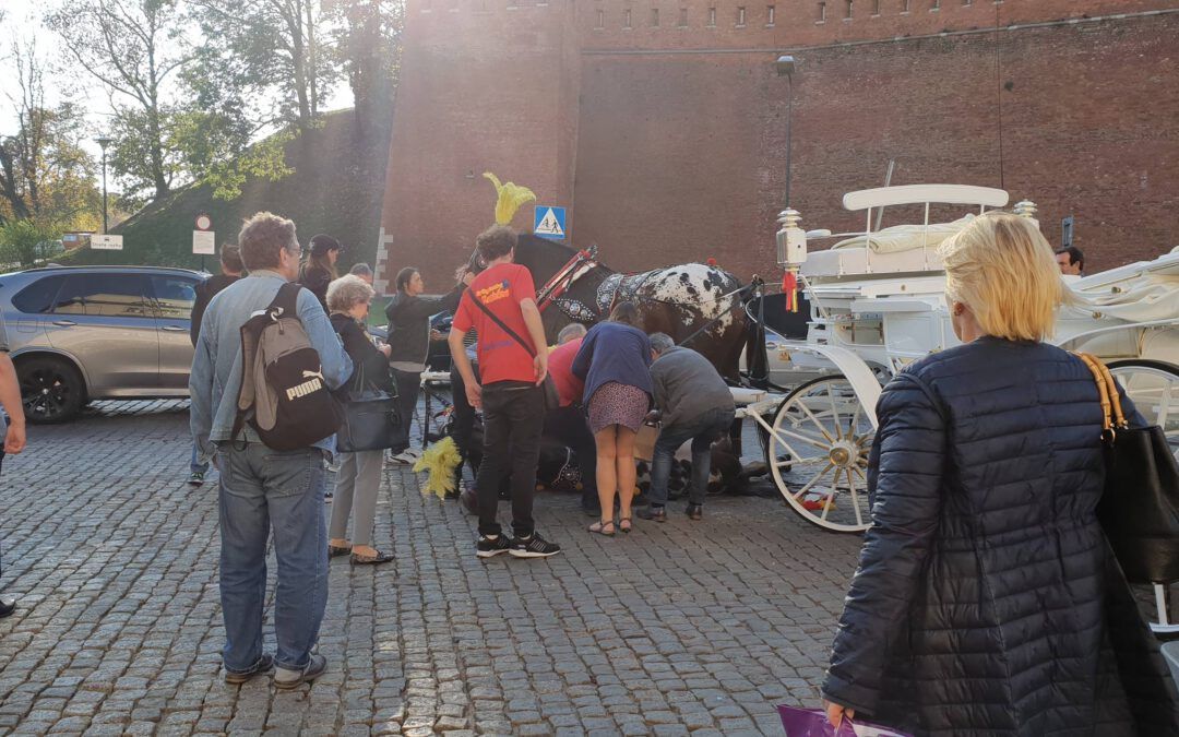 Stop dla wykorzystywania koni do ciągnięcia dorożek w Krakowie!