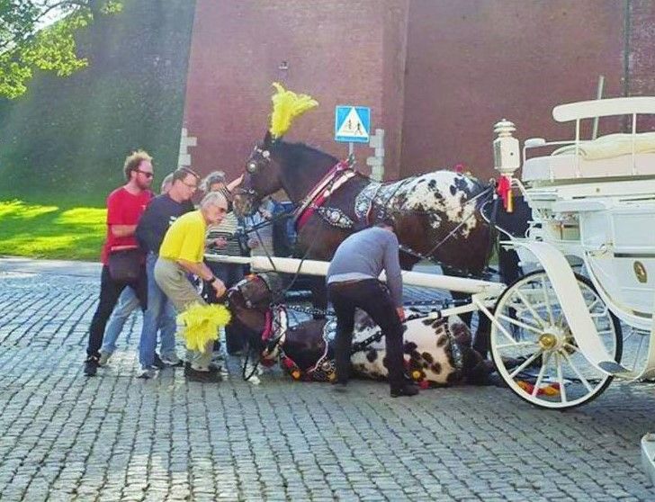 Kraków bez zakazu dorożek i bez referendum – kompromitująca postawa nowego prezydenta