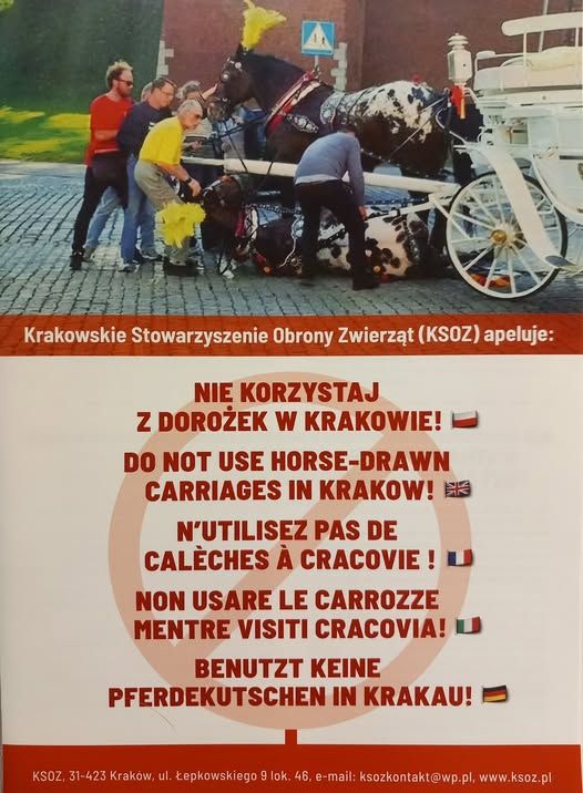 Nasza ulotka: Nie korzystaj z dorożek w Krakowie! Nie krzywdź koni!
